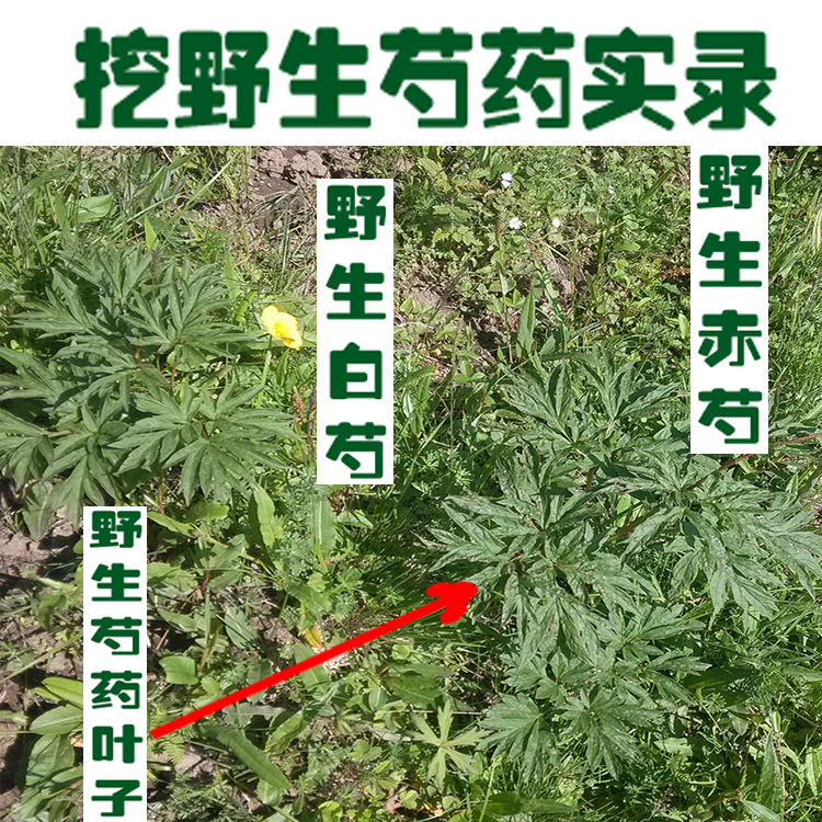 甘肃纯天然野生芍药整根白芍500克特级包邮店内有野生赤芍可磨粉|ruв категории традиционные питательный пища, гомологический продовольствия, медикаментов и продовольствия, съедобные продукты других наркотиков - от Buy2taobao.com для оказания профессиональной услуги покупки агента Taobao