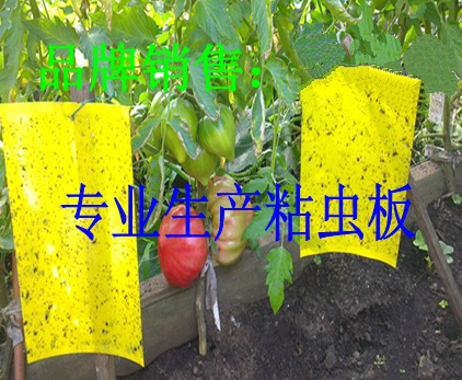 PVC双面涂胶黄板 强力诱虫板 小飞虫捕虫板粘虫板 每张在类目 鲜花速递/花卉仿真/绿植园艺, 园艺用品, 其它园艺用品中 - 来自Buy2taobao.com提供专业的淘宝代购服务