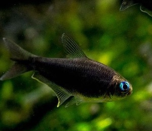 当当水族 黑帝王灯 幽灵灯鱼 帝王灯鱼 草缸群游鱼优惠价4元,当当水族精心为您挑选-麦尔网购导航-网购宝