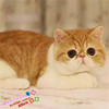 cfa注册猫舍加菲猫活体，纯种家养加菲猫折耳猫幼猫英短布偶猫咪g