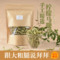 上下架计划:马鞭草茶 德国进口柠檬马鞭草茶 柠檬草迷迭香瘦腿三草茶 10克