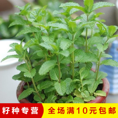 花种花籽 留兰香【薄荷种子】 多年生香草花卉 可食用绿薄荷