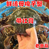 舟山新鲜海鲜 鲜活红膏梭子蟹母蟹海蟹螃蟹 每只4-6两