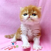 出售家养加菲猫活体纯种宠物猫幼猫异国短毛猫宠物猫黄白加菲e