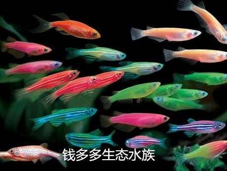 冷水魚觀賞魚 包活 熱帶魚 觀賞魚 活體魚 小型魚 草缸群遊魚斑馬在類目 寵物/寵物食品及用品, 水族世界, 魚中 - 來自Buy2taobao.com提供專業的淘寶代購服務