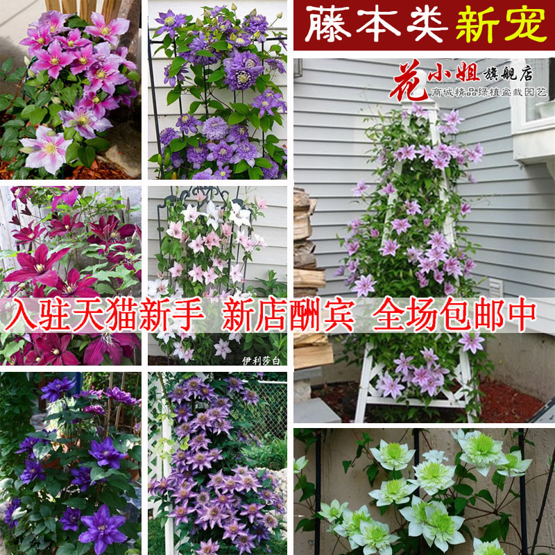 Купить plant flower clematis balcony indoor plants bonsai - 3 pcs на алиэкспресс - дом и сад.