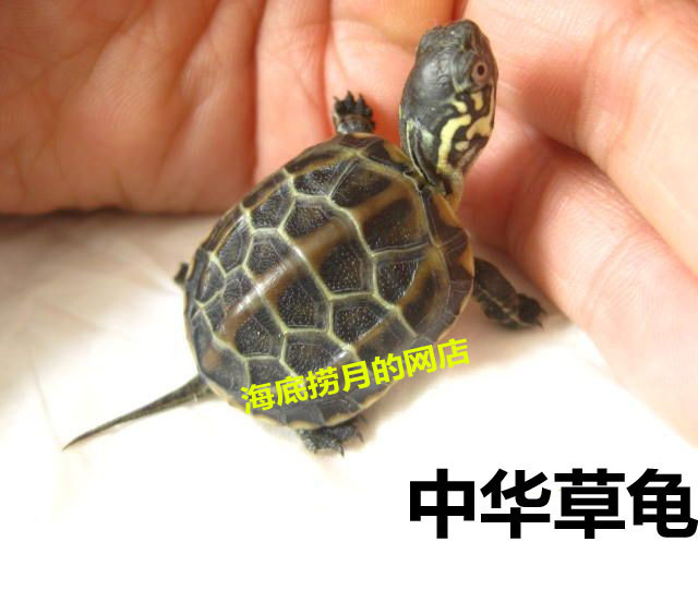 小乌龟 巴西龟苗 中华草龟苗 宠物龟 田黄草龟 乌龟活体 招财龟在类目 宠物/宠物食品及用品, 水族世界, 龟/鳖中 - 来自Buy2taobao.com提供专业的淘宝代购服务