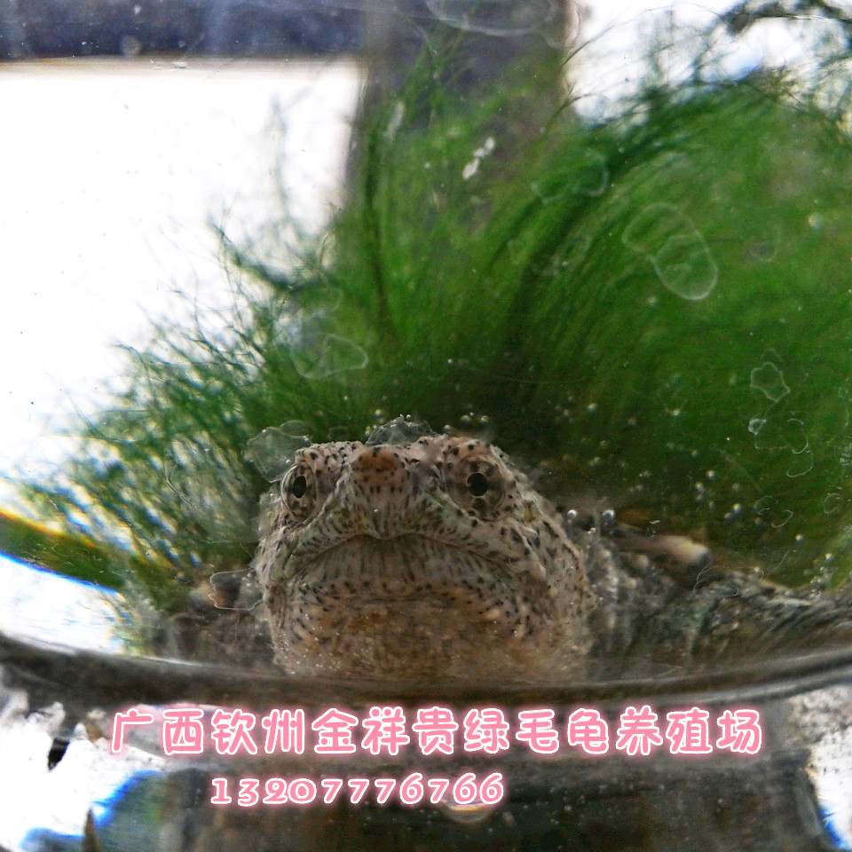 Crocodile Green Haired Turtlein the Pet/Pet food and supplies , Aqua World , Turtle/Turtle category - from Buy2taobao.com to provide professional Taobao agent buy service