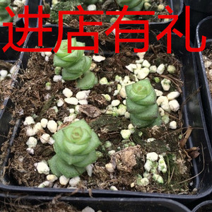 多肉植物 钱串 景天 有根好养状态好 单头多头群