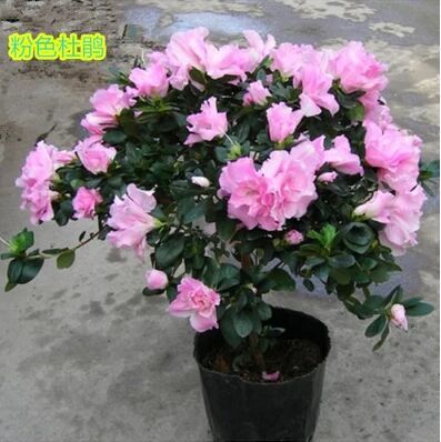 盆栽室内花卉观花植物 比利时杜鹃花 盆栽杜鹃 花卉映山红