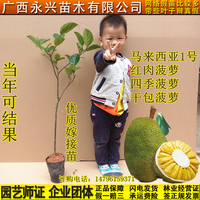 泰国红肉菠萝蜜-黄肉菠萝蜜嫁接苗榴莲马来西