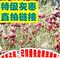 上下架计划:【特级灰枣】新疆若羌灰枣有机红枣 未洗原枣 250克 绿色食品玉枣