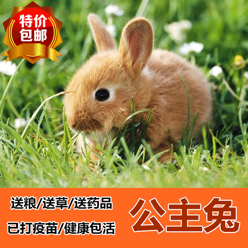 只限江浙沪2包邮宠物熊猫兔子黑兔灰兔小野兔子活体 包邮包活|ruв категории животное/Животное питание и принадлежностей, зайцеобразные и принадлежностей, кролик - от Buy2taobao.com для оказания профессиональной услуги покупки агента Taobao