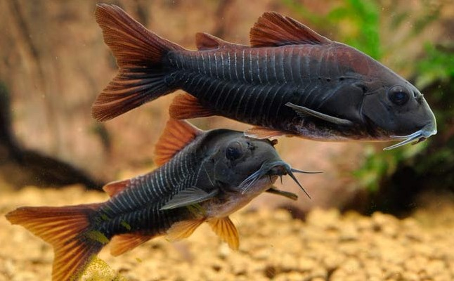 South American ratfish Wild fish Venezuela Black Rat Small tropical fish Ornamental fish living thingin the Pet/Pet food and supplies , Aqua World , Fish category - from Buy2taobao.com to provide professional Taobao agent buy service
