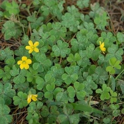 正品打折新鲜野生现采草药酢浆草酸浆草斑鸠酸