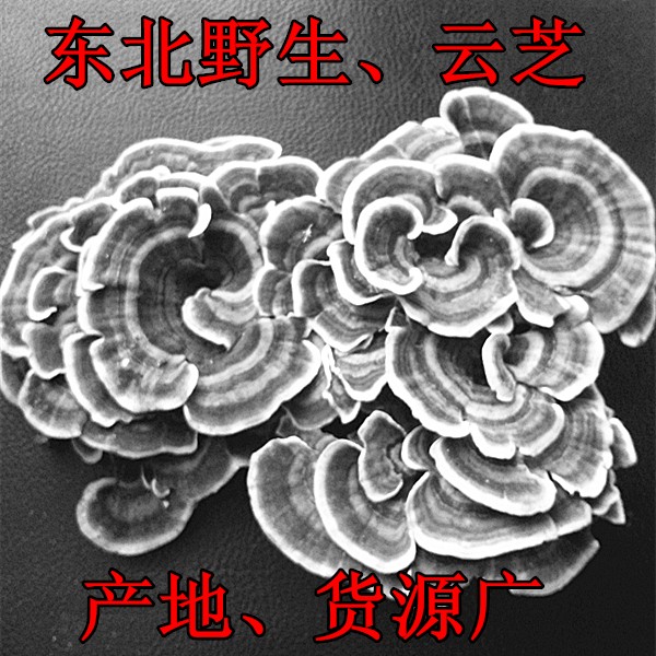 东北野生特产云芝 野生真菌 云芝 云芝蘑 整枝灵芝杂色云芝 250克在类目 传统滋补营养品, 灵芝, 整枝灵芝中 - 来自Buy2taobao.com提供专业的淘宝代购服务