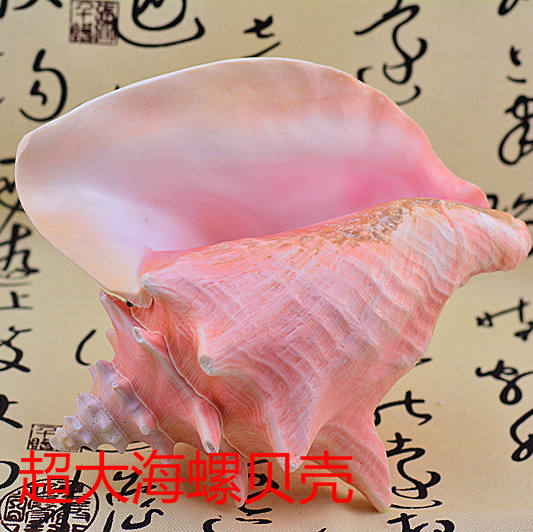 natural Super large Conch shell Queen Strombus Cochineal Creative home decorate Collection gift Coralin the Home accessories , Creative Jewelry , Conch/Shell/Coral category - from Buy2taobao.com to provide professional Taobao agent buy service