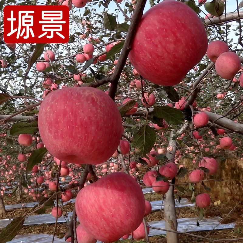 塬景正宗陕西延安洛川苹果红富士12个75#新鲜多汁水果 产地直供在类目 水产肉类/新鲜蔬果/熟食, 新鲜水果, 苹果中 - 来自Buy2taobao.com提供专业的淘宝代购服务