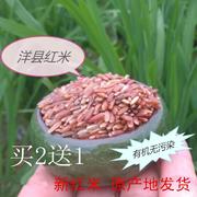 新米陕西汉中农家自产红米红糙米红大米五谷杂粮粗粮梗米500g
