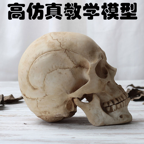 头骨模型美术