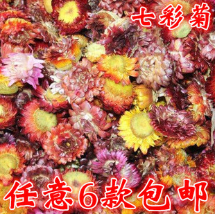 任意6款七彩菊七彩菊花，50g西藏七彩菊，干花花茶花草茶叶