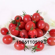 千禧番茄种子小西红柿种籽有机草莓圣女果，种苗香甜盆栽水果蔬菜孑