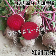 甜菜根种子青丰红甜菜 紫菜头种子红菜头 营养蔬菜 红甜菜根