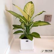 青岛花叶万年青盆栽粉黛绿植银皇后玛丽安桌面办公室内除甲醛植物