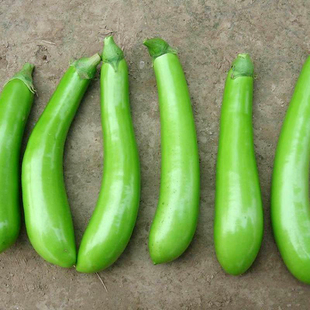 寿光蔬菜种子绿长茄种籽青绿茄子耐热大棚阳台蔬菜瓜果四季播