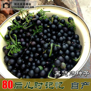 天然绿色龙葵种子 龙葵果山茄枣黑天特色水果种子儿时味道多年生
