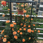 初见玫瑰阳台欧式绿植，花架月季铁线莲铁艺地面，防锈室外花卉爬藤架