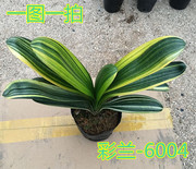 彩兰 金边君子兰鸳鸯兰君子兰花苗绿植观花植物