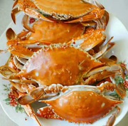 连云港野生梭子蟹公二母特产，海鲜鲜活海螃蟹鲜活飞蟹白蟹