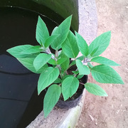 凤梨水果鼠尾草盆栽苗食用香草芳香植物一串红的花型 可茶饮耐热