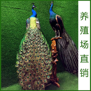 天然蓝孔雀标本 白孔雀羽毛仿真鸟类动物标本 装饰品摆件手工艺品