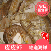野生虾蛄野生皮皮虾鲜活濑尿虾，新鲜虾蛄琵琶，虾螳螂虾鲜活