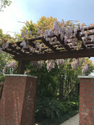 爬藤植物紫藤苗紫藤盆景，紫藤苗庭院篱笆围墙，藤本植物紫藤苗