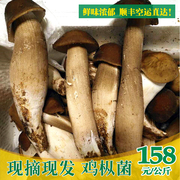 美味鸡枞菌新鲜菌菇食用菌蘑菇云南特产黑皮露水鸡纵菌一公斤