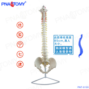 85Cm可弯曲人体脊柱模型人体脊椎模型人体骨骼模型正骨医用教学
