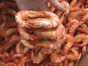 南澳特产即食虾干九节虾，大对虾海虾干，干货海鲜零食干货250g