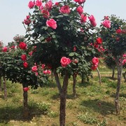 庭院盆栽地栽绿植花卉高杆树形树桩树状大花双色月季花苗玫瑰树苗