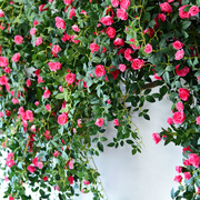 仿真蔷薇花墙面遮丑吊花塑料花假花藤条装饰藤蔓壁挂绿植吊兰植物