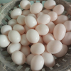 直发30枚装新鲜鸽子蛋农家散养杂粮土鸽蛋信鸽蛋