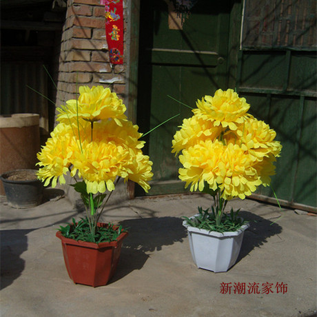 假菊花