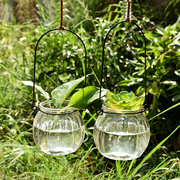 3个铜钱草玻璃花瓶观叶观根植物，吊瓶子水培植物容器水生水养绿萝