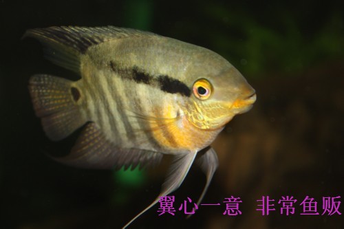 20130622 野生 秘鲁 黄腹 画眉鲷 南美慈鲷 5-7