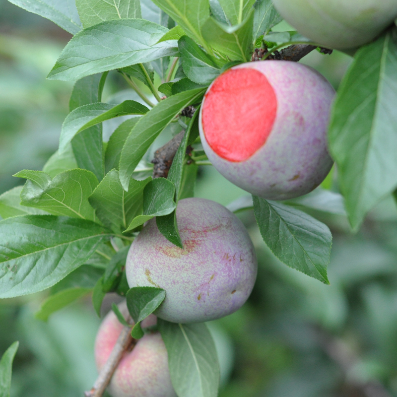 预售孕妇婴儿水果四川水果精品红心绿皮味帝李