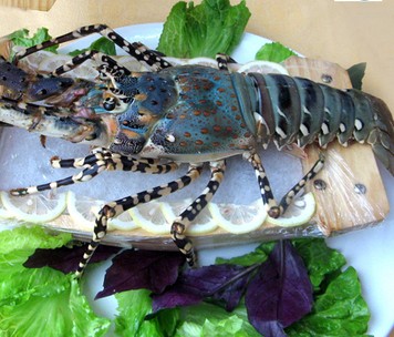 东山岛鲜活海鲜 大青龙 大龙虾 龙虾 水产批发|