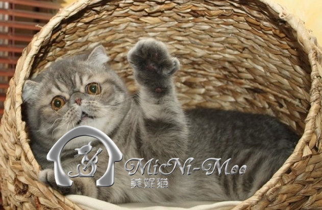 【美妮猫舍】美国CFA协会猫舍注册 代理猫舍