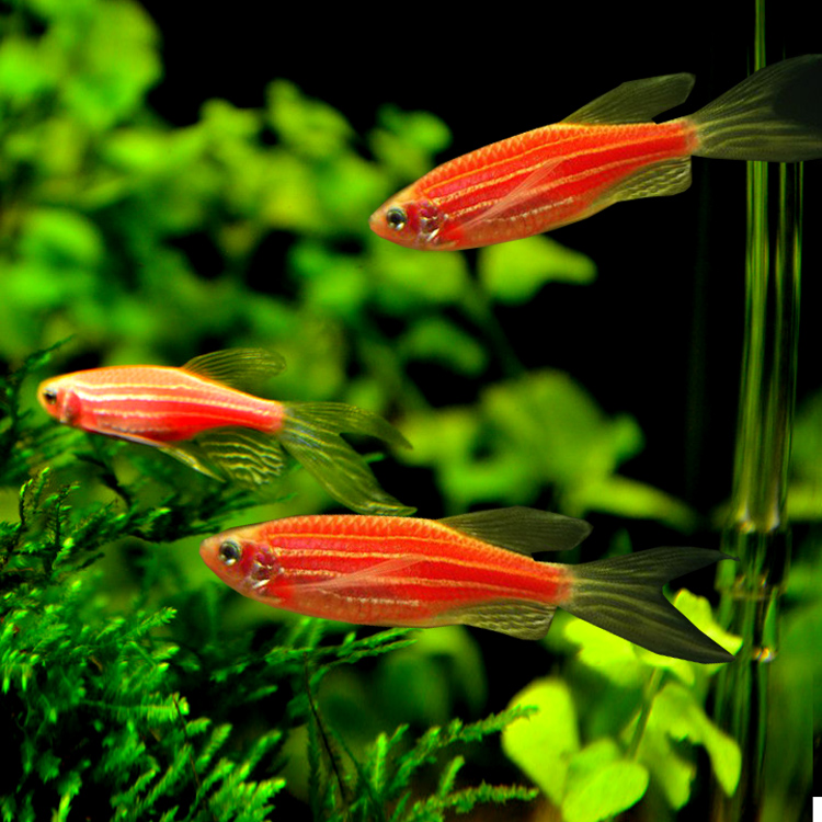 热带鱼斑马鱼 红斑马 小型灯鱼 观赏鱼批发 包活